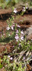 Conradina grandiflora