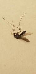 Anopheles punctipennis