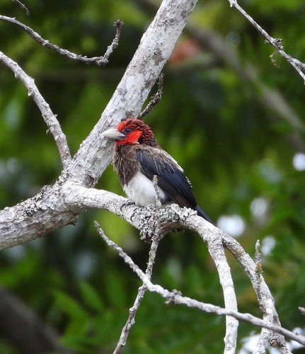 Brown-breasted Barbet (Pogonornis melanopterus), photo 5