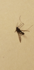 Anopheles punctipennis