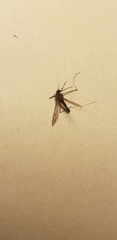 Anopheles punctipennis