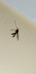 Anopheles punctipennis