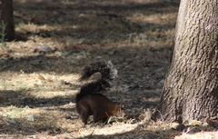 Sciurus aureogaster