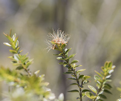 Metrosideros stipularis
