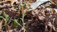Antennaria parlinii fallax
