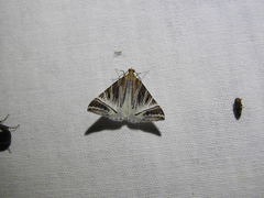 Phrataria replicataria