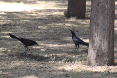 Quiscalus mexicanus