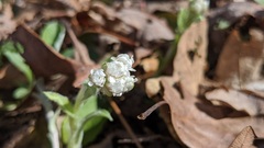 Antennaria parlinii fallax