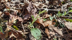Antennaria parlinii fallax