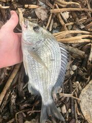 Acanthopagrus pacificus