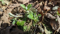 Antennaria parlinii fallax