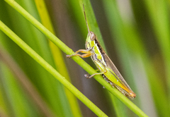 Bermius brachycerus
