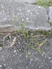 Arenaria serpyllifolia