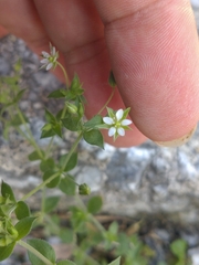Arenaria serpyllifolia