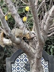 Sciurus niger