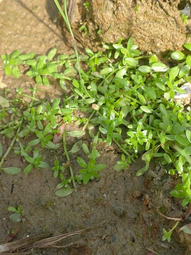 Callitriche palustris iNat (1)