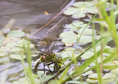 Anax gibbosulus