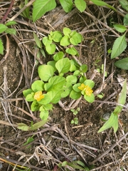 Lysimachia japonica