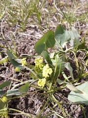 Lomatium nudicaule