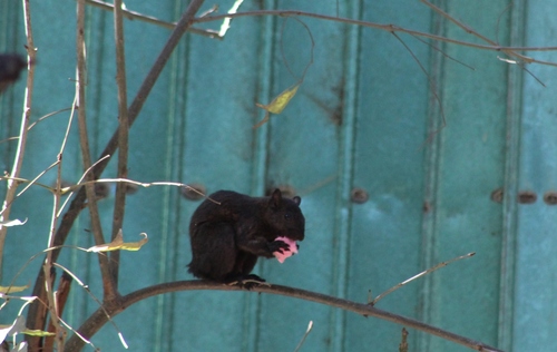 Mexican Gray Squirrel