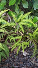 Gleichenella