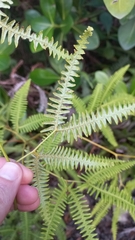 Gleichenella