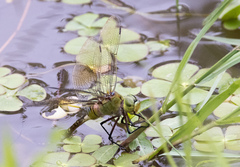 Anax gibbosulus