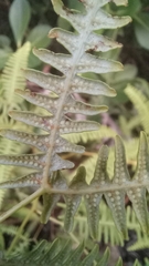 Gleichenella
