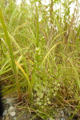 Euphrasia mollis
