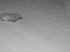 Chaetophractus villosus