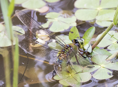 Anax gibbosulus