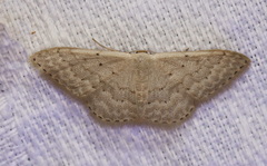 Idaea eretmopus