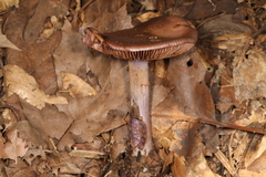 Cortinarius splendidus