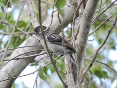 Thamnophilus pelzelni