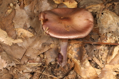 Cortinarius splendidus