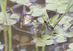 Anax gibbosulus