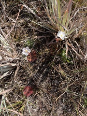 Drosera