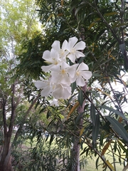 Nerium oleander