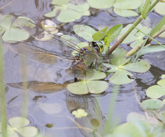 Anax gibbosulus