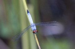 Brachydiplax denticauda