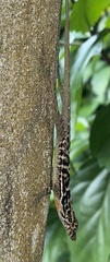 Anolis osa