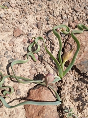 Allium anceps