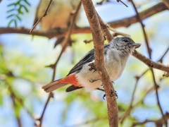 Conirostrum speciosum