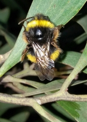 Bombus terrestris lusitanicus