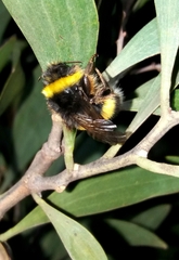 Bombus terrestris lusitanicus