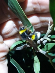 Bombus terrestris lusitanicus