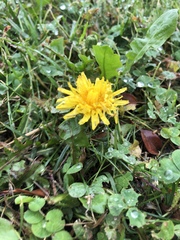 Taraxacum officinale