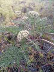 Lomatium nevadense