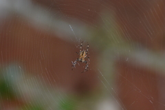 Araneus diadematus