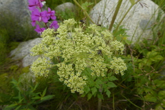 Angelica lucida